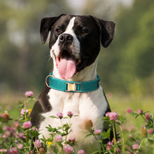 Load image into Gallery viewer, Durable Strong Padded Collars